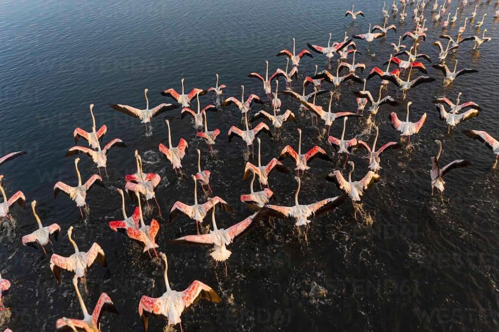 Bird'S Home Αβέιρο Εξωτερικό φωτογραφία