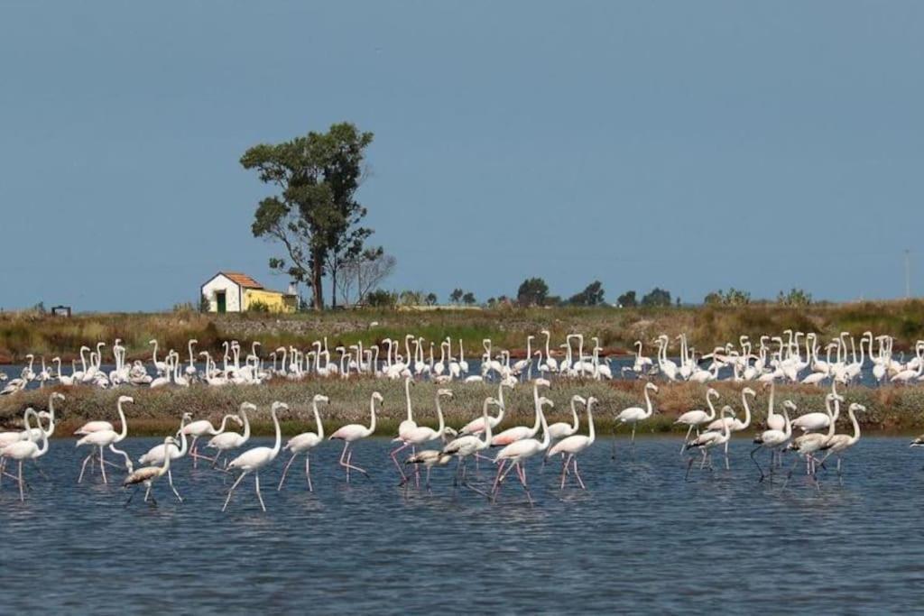 Bird'S Home Αβέιρο Εξωτερικό φωτογραφία